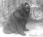 Превью фото № 2045