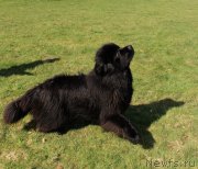 Превью фото № 204555