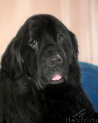 Превью фото № 204569