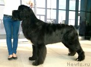 Превью фото № 204577