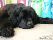 Превью фото № 204661