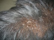 Превью фото № 204668