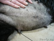 Превью фото № 204673