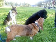 Превью фото № 204697