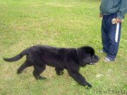 Превью фото № 204702