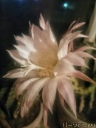 Превью фото № 204726