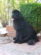 Превью фото № 204886