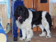 Превью фото № 204914