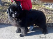 Превью фото № 204929