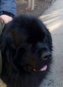 Превью фото № 204930