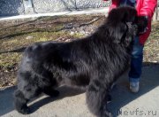 Превью фото № 204934