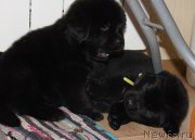 Превью фото № 204935