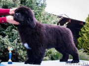 Превью фото № 204942