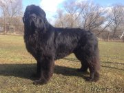 Превью фото № 205020