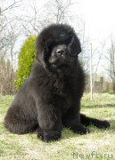 Превью фото № 205021