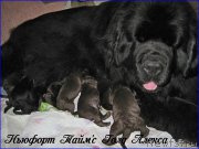 Превью фото № 205022