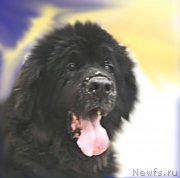 Превью фото № 205040