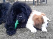 Превью фото № 205054