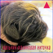 Превью фото № 205074