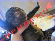 Превью фото № 205078