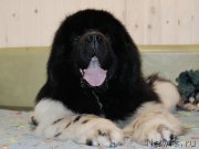 Превью фото № 205142