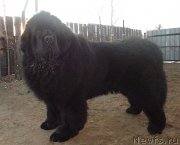 Превью фото № 205144