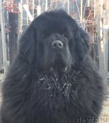 Превью фото № 205145