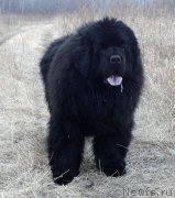 Превью фото № 205147