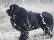 Превью фото № 205148