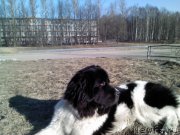 Превью фото № 205226