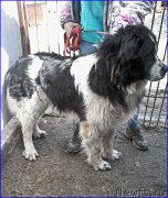 Превью фото № 205332