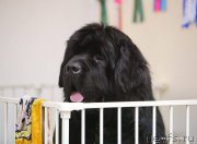 Превью фото № 205338