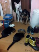 Превью фото № 205342