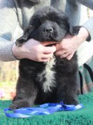 Превью фото № 205381