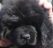 Превью фото № 205401