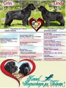 Превью фото № 205410