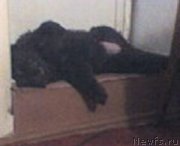 Превью фото № 205440