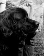 Превью фото № 205465