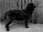 Превью фото № 205467