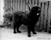 Превью фото № 205468