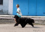 Превью фото № 205470