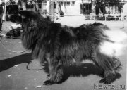 Превью фото № 205475