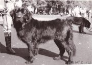 Превью фото № 205480