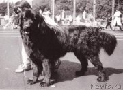 Превью фото № 205482