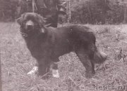 Превью фото № 205483