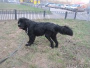 Превью фото № 205492