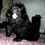 Превью фото № 2055