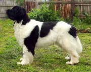 Превью фото № 205527