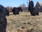 Превью фото № 205616