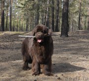 Превью фото № 205648